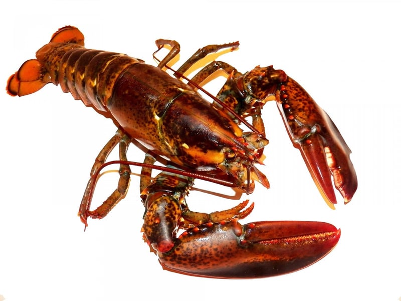 Diverse Culinary Delicacies